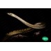 Anaconda Verde - Eunectes Murinus